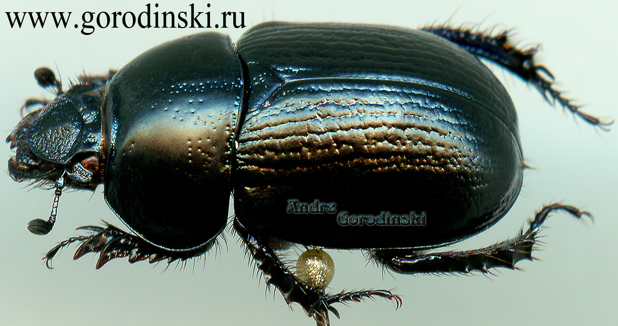 http://www.gorodinski.ru/geotrupes/Epigeotrupes crenulipennis.jpg